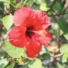 Hibiscus Flowers Powder Bulk by the Ounce