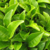 Green Tea Leaf Powder Bullk by the Ounce