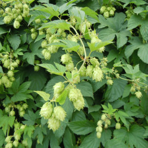 Hops Flowers Cut and Sifted Sweet Bulk By The Ounce