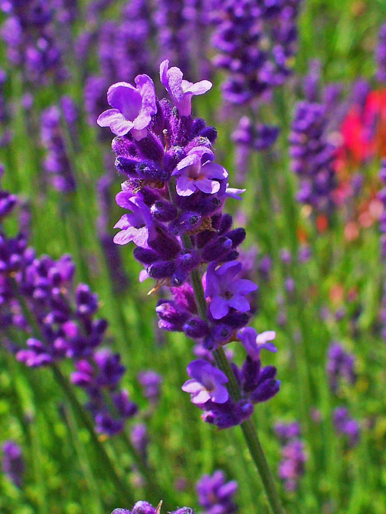Lavender Flower Ucan