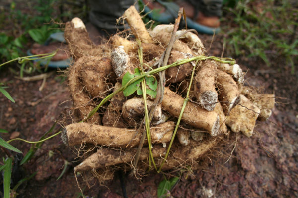 Wild Yam Root Cut And Sifted Bulk By The Ounce