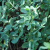 Alfalfa Leaf Cut And Sifted Bulk By The Ounce
