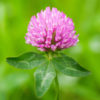 Red Clover Blossom Whole Bulk by the Ounce