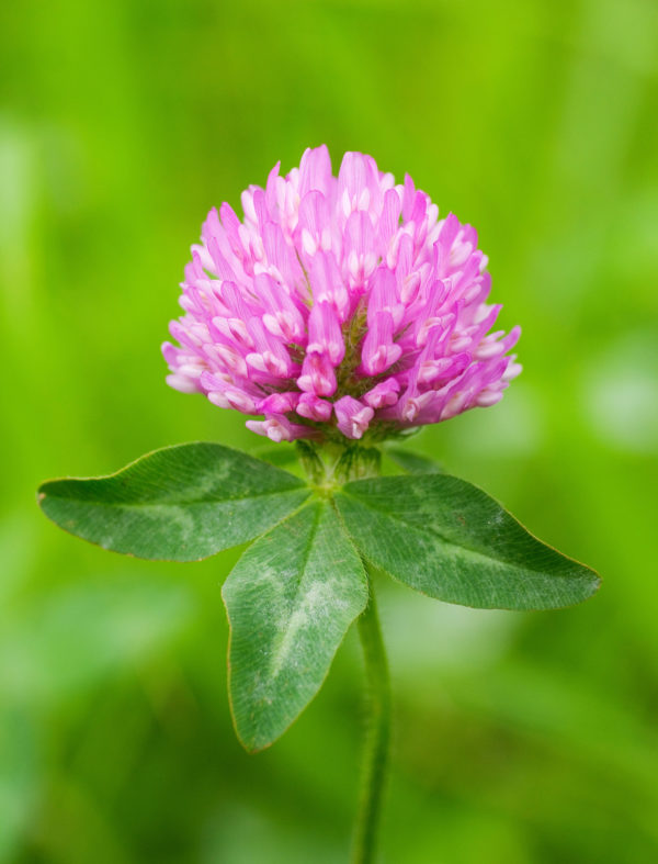 Red Clover Blossom Whole Bulk by the Ounce